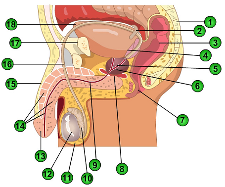 2283_Male Reproductive System.png